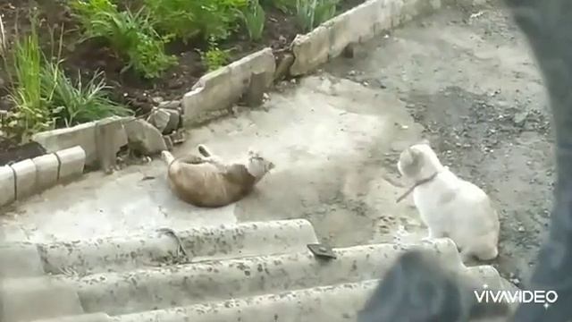 Кошка говорит привет, малыш 🐱💖😻