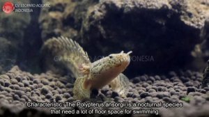 Polypterus ansorgii. The mighty GUINEAN Bichir! (Leopard Aquatic D017A)