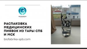 Распаковка медицинских пиявок из тары СПб и МСК