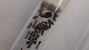 Camponotus nicobarensis. Содержание,советы