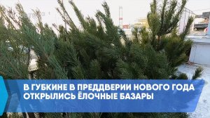 В Губкине в преддверии Нового года открылись ёлочные базары