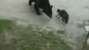 Кошка прогоняет медведя