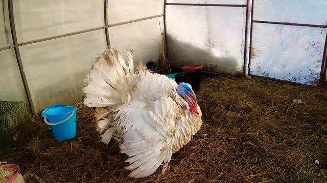🔸️История😂 про кур.🐓обнять и плакать👍
