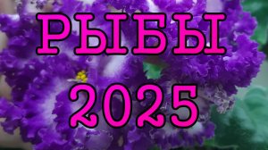 РЫБЫ таро прогноз на 2025 год по 12 домам гороскопа.