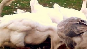 Холмогорские гуси в Орле