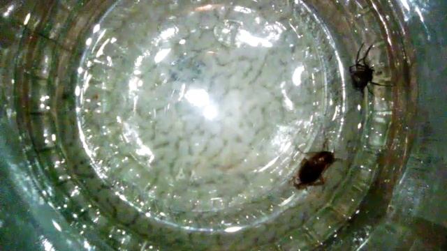 Паук vs таракан смотрим что из этого вышло смотреть онлайн