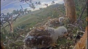 Птенцы орла (Aquila heliaca) 02072021