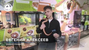 Экзотический презент: люди покупают змей в подарок