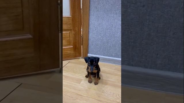 Щенки цвергпинчера