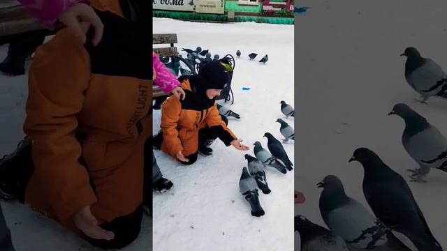 Кормят голубей!!! смотреть онлайн