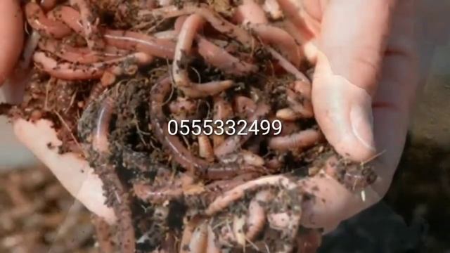 Вермиферма. Бизнес для всех. Производство биогумуса. Корм для птиц и рыб. смотреть онлайн