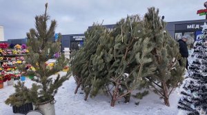 В городской администрации назвали места сезонной торговли новогодними елями