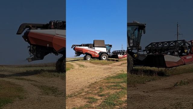 The combine harvests the crop and turns around