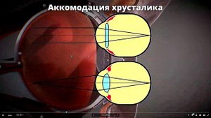 Строение глаза человека Изучаем в 3D