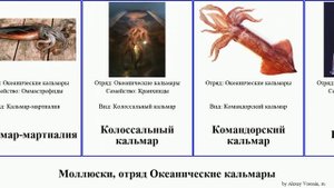 Моллюски, отряд Океанические кальмары mollusca Гигантский Тихоокеанский Колоссальный Futuremono
