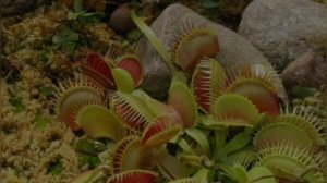 "Растения хищники" часть 2