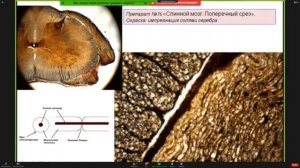 Консультация к 3 коллоквиуму | Кутукова К.А