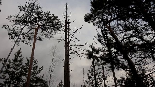 обнаружено болото / новое место для фотоохоты)