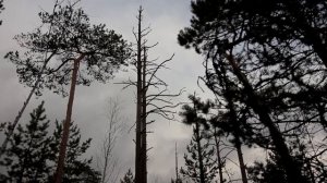 обнаружено болото / новое место для фотоохоты)