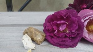 Пурпурные и персиковые сорта роз. Крупно. Кратко