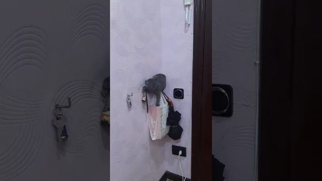 #shorts Кошка и стена