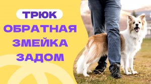ЗМЕЙКА ЗАДОМ, человек идет вперед. Трюк для собак