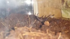 Скорпион осваивается в террариуме