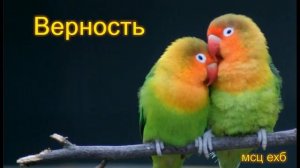 Верность  А  Сенцов  МСЦ ЕХБ ПРОПОВЕДЬ 2020