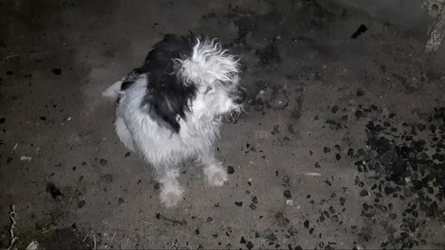 Семья из Мариуполя ПОЛЮБИЛАСЬ НАМ СОБАЧКА#мариупольсегодня