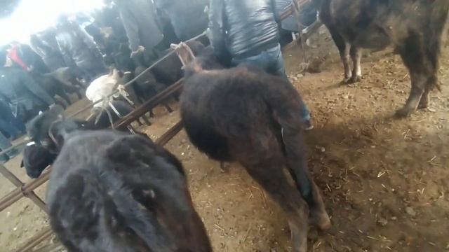 24ФевраляУЗБЕКИСТАН АСАКА ПАЙШАНБА МОЛ БОЗОРИ ЯАНГИ НАРХЛАРИ ЙОШ ГУНАЖИНЛАР НАРХЛАРИ БУГУНГИ БОЗОР