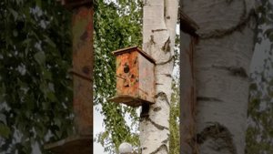 Вылет скворчонка из скворечника
