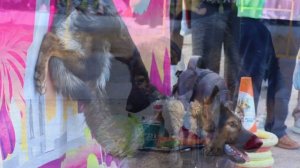 Показательные выступления по дрессировке ко Дню знаний. Немецкая овчарка Блекберрихаус Дейенерис