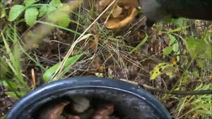 ✔За грибами🍄 в лес🌳 Полное ведро серушек. Часть 4✔