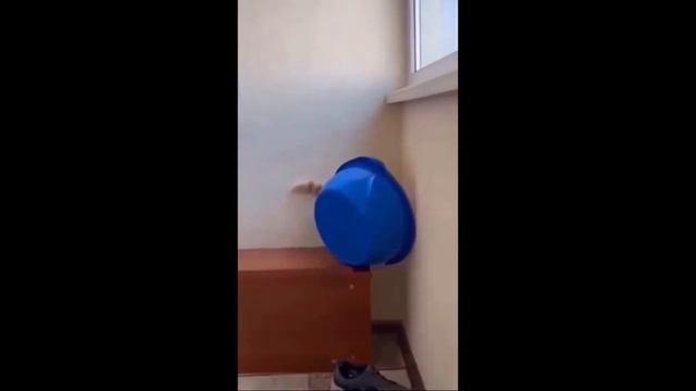 Приколы с котами. Смешная озвучка.

#Развлекательно
#Юмор
#Природа