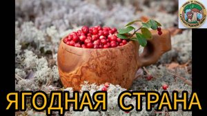 сорвался ПОХОД ЗА ГРИБАМИ,  мы нарвались на ягоды. УЖАС ГРИБНИКА