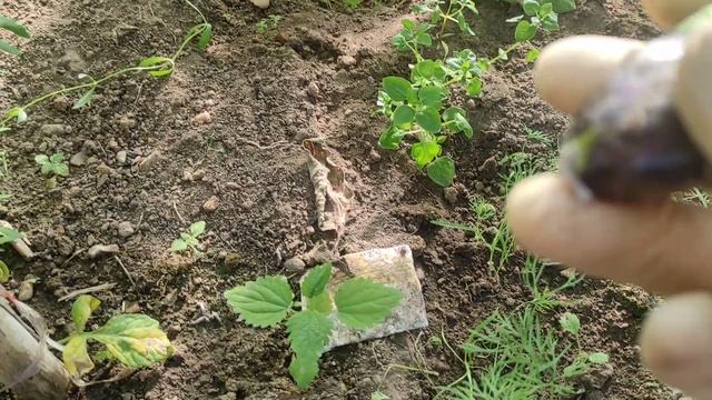 Деревенская жизнь/Урожай картофеля и лука/Собрала помидоры/Почему гниют баклажаны? смотреть онлайн