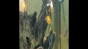 золотые рыбки