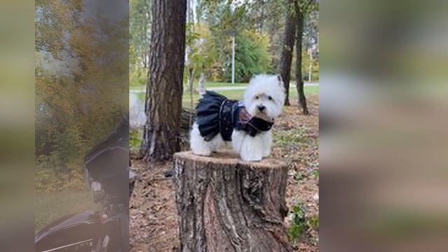 Джемме 7 лет смотреть онлайн