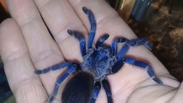Pterinopelma Sazimai