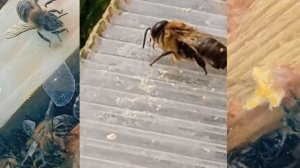 Поведение пчел.