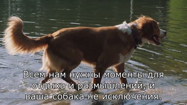 7 вещей, которые НЕНАВИДИТ ваша собака!  😱💔