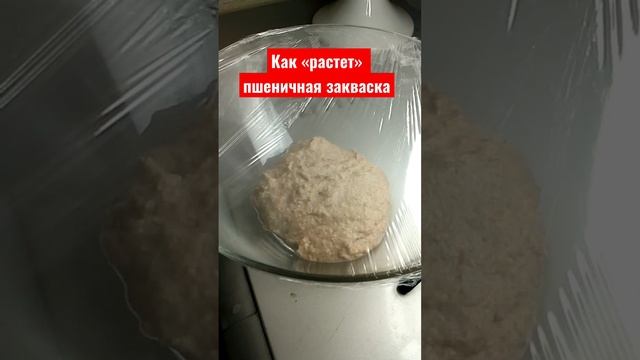 Как растет пшеничная закваска #закваска