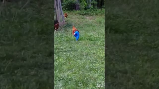 Крутые штаны для ухаживания за дамами))) смотреть онлайн