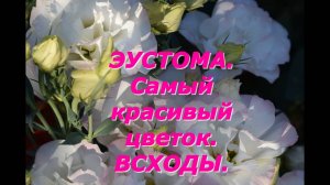 Эустома. Всходы. Самые важные условия выращивания рассады цветка