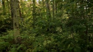 лесная прогулка / 18+