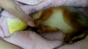 Домашняя белка (сны)