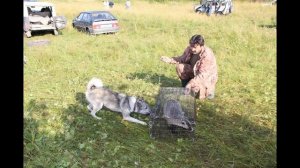 ИСПЫТАНИЯ ЗАПАДНО-СИБИРСКИХ ЛАЕК ПО БАРСУКУ г. НОВОКУЗНЕЦК 2014.