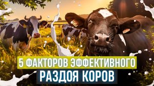 Пять факторов эффективного раздоя коров