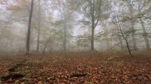 2 HRS in an Autumn Forest During RAIN Will Leave You SPEECHLESS