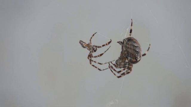 Пауки. Самец и самка. смотреть онлайн